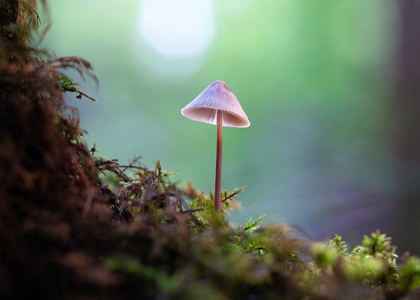 Fungi Masterclass with Courtney Victoria