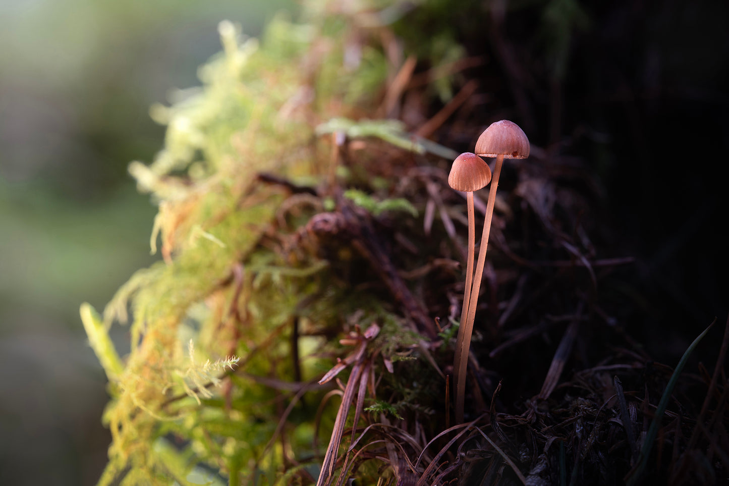 Fungi Masterclass with Courtney Victoria