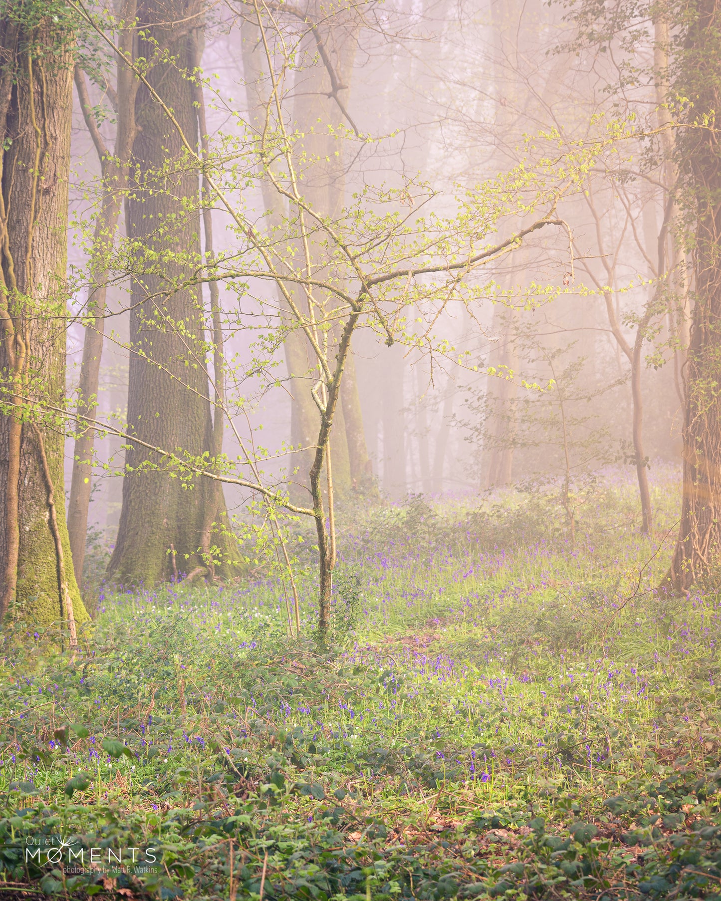 Wentwood Forest Bluebells