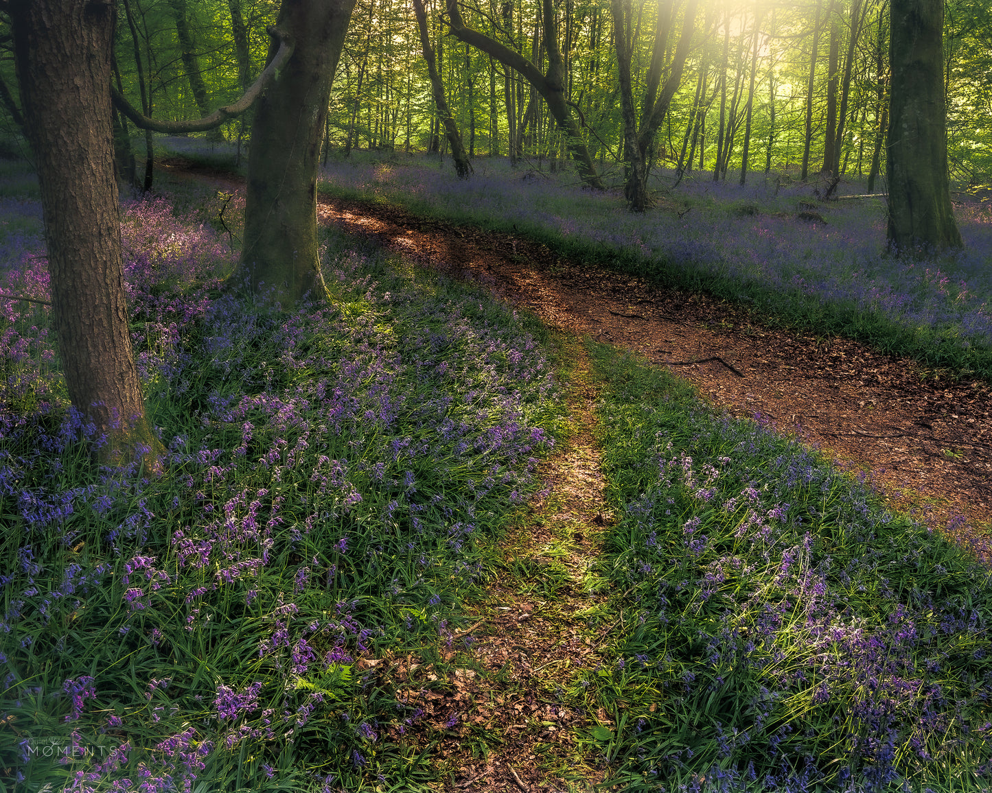 Wentwood Forest Bluebells