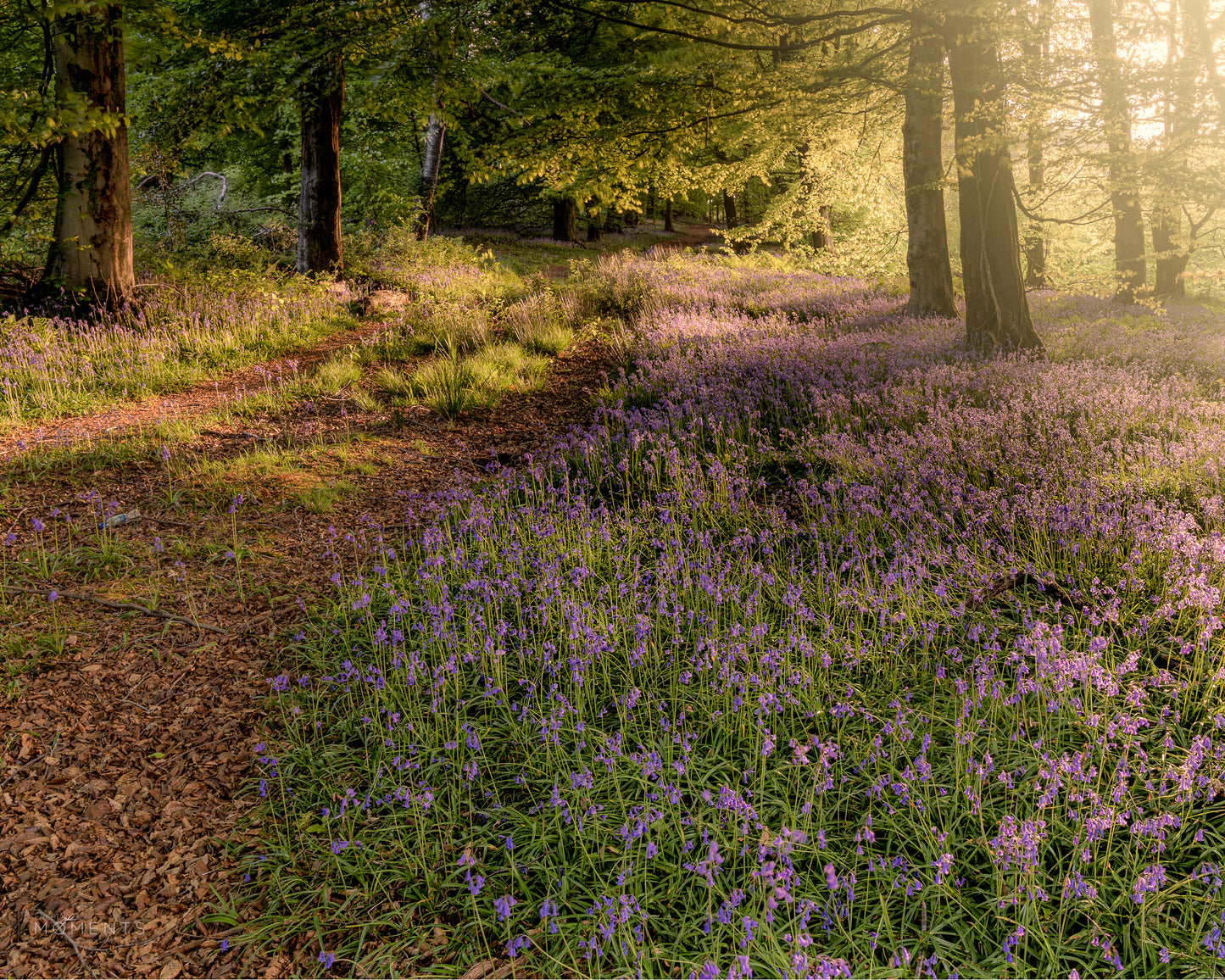 Wentwood Forest Bluebells