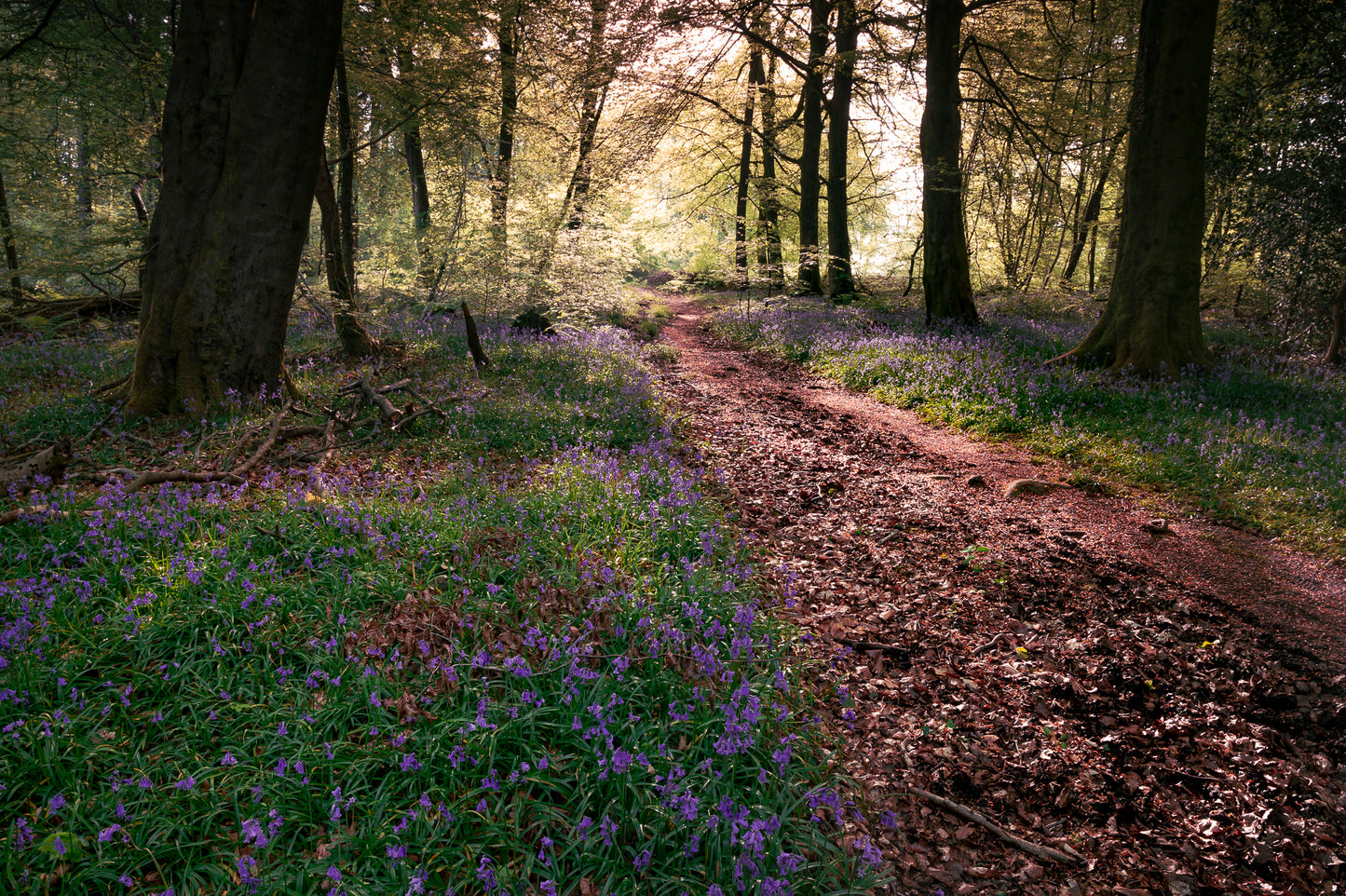 Wentwood Forest Bluebells