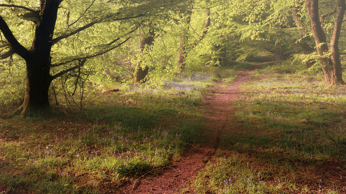 Wentwood Forest Bluebells