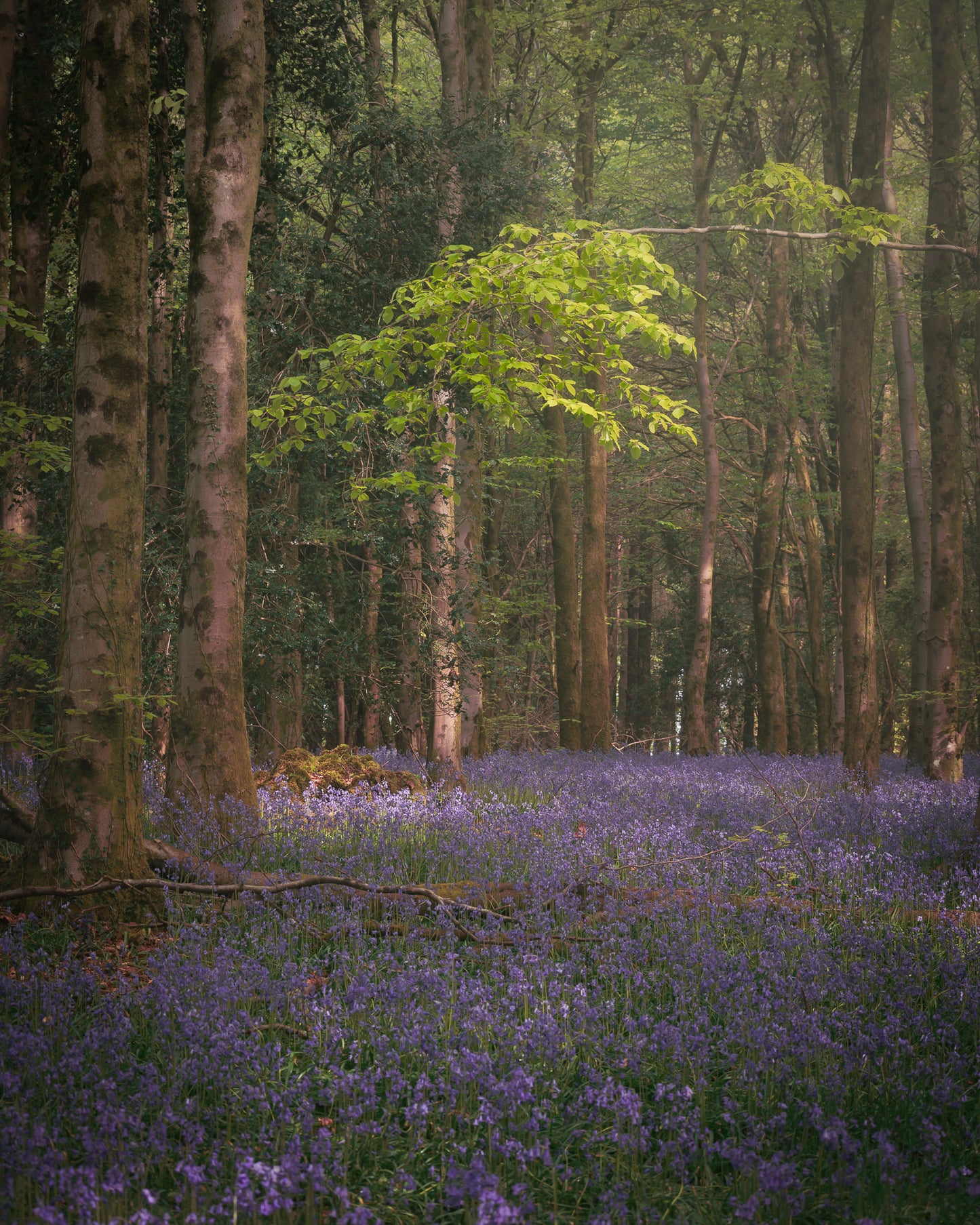 Wentwood Forest Bluebells