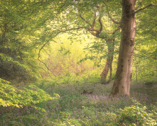 Wentwood Forest Bluebells