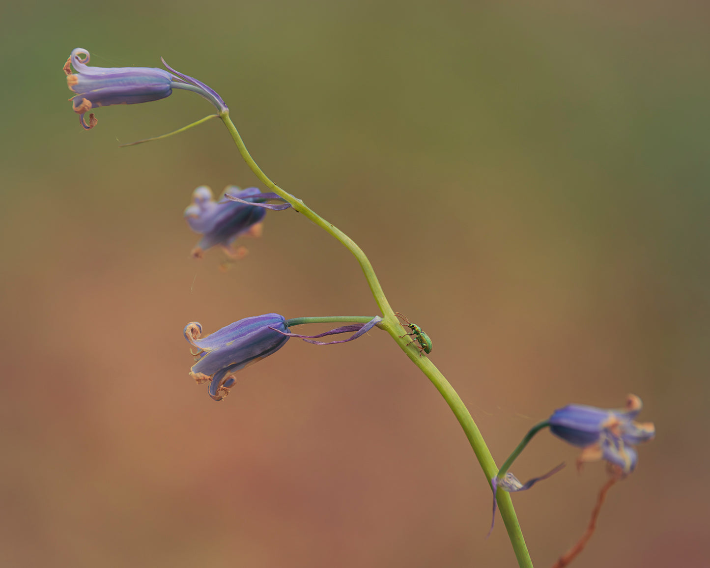 Wentwood Forest Bluebells