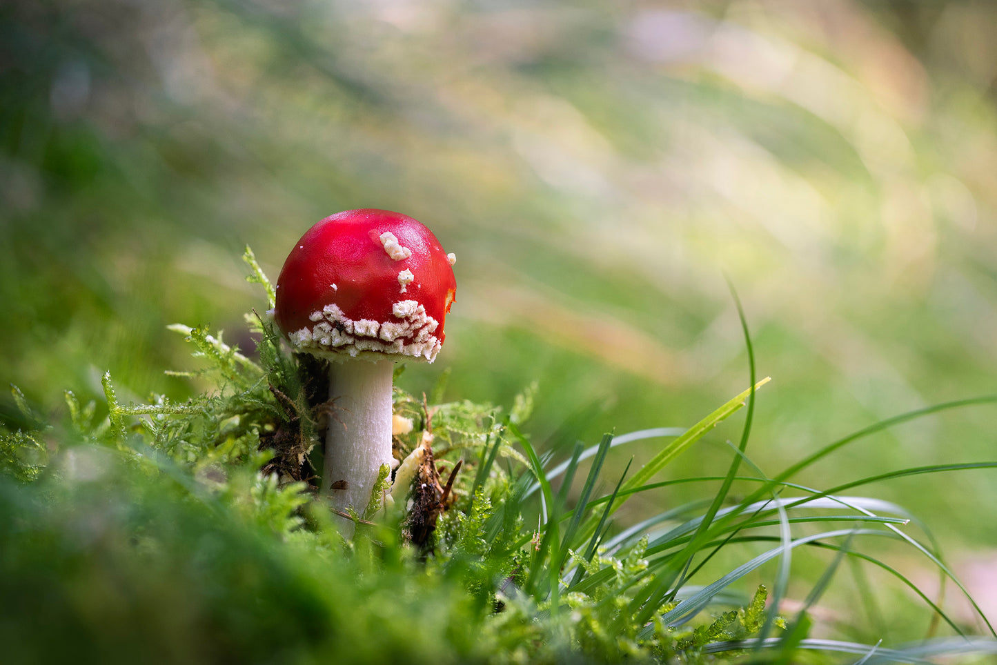 Fungi Masterclass with Courtney Victoria