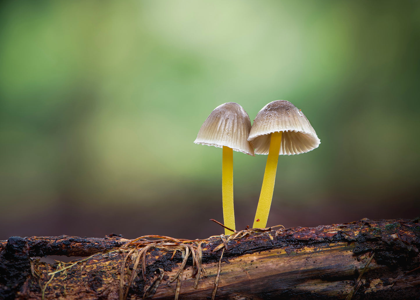 Fungi Masterclass with Courtney Victoria